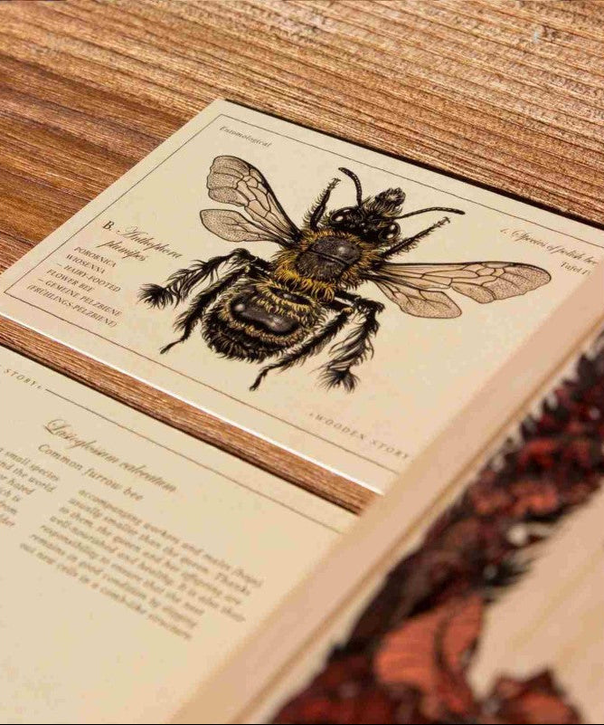 Wooden Blocks Bee Life - Species
